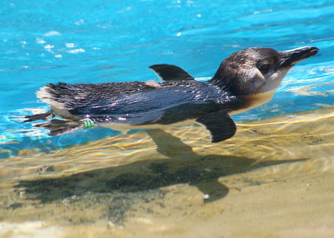Dolphin Marine Conservation Park - Find Attractions 2