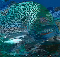 Fish Bowl Dive Site - Find Attractions