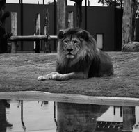Hunter Valley Zoo - Find Attractions