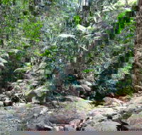 Lyrebird track - Find Attractions