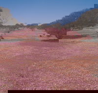 Meekatharra - Find Attractions