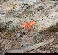 Moorooduc Quarry Walk  Stairs Circuit - Find Attractions