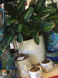Noreen's Seaside Shop