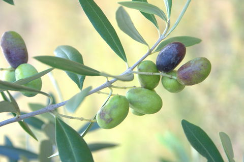 Olives Of Beaulieu - Find Attractions 2