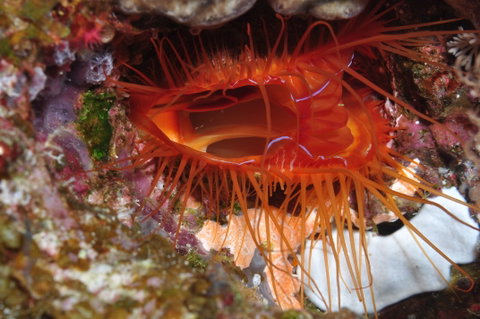 Pixie Pinnacle Dive Site - Find Attractions 0