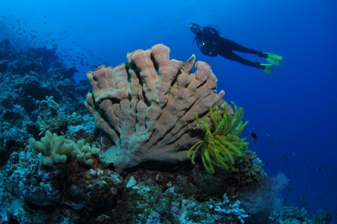 Pixie Pinnacle Dive Site - Find Attractions 1