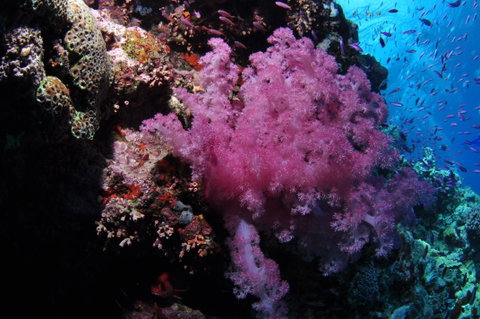Pixie Pinnacle Dive Site - Find Attractions 2