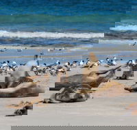 Seal Bay - Find Attractions