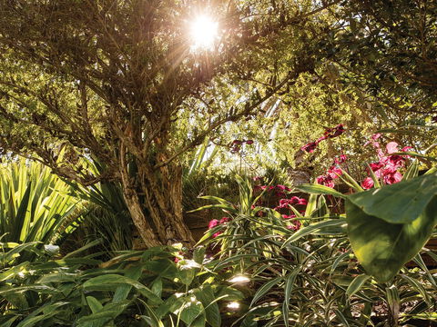 Wendy Whiteley's Secret Garden - Find Attractions 1
