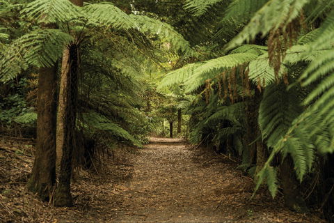 William Ricketts Sanctuary - Find Attractions 2