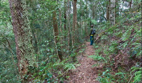 Blackbutt Walking Track - Find Attractions 0