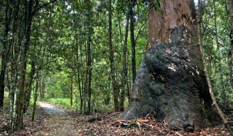 Blue Gum Loop Trail - Find Attractions 0