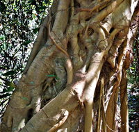 Bundagaree Rainforest Walk - Find Attractions