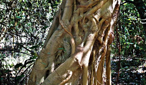 Bundagaree Rainforest Walk - Find Attractions 0