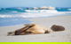 Cape Gantheaume Conservation Park And Wilderness Protection Area - thumb 0