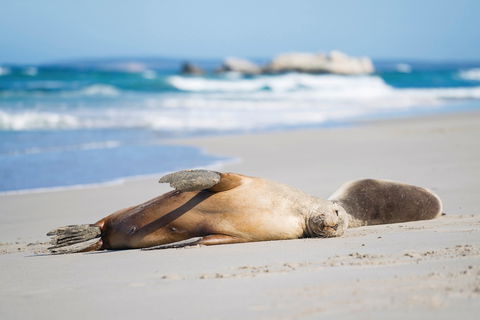 Cape Gantheaume Conservation Park And Wilderness Protection Area - Find Attractions 0