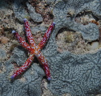 Clam Gardens Dive Site - Find Attractions