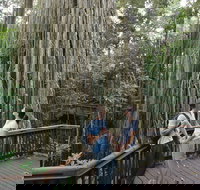 Curtain Fig Tree Yungaburra - Find Attractions