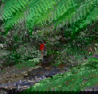 Goldsborough Valley Wooroonooran National Park - Find Attractions