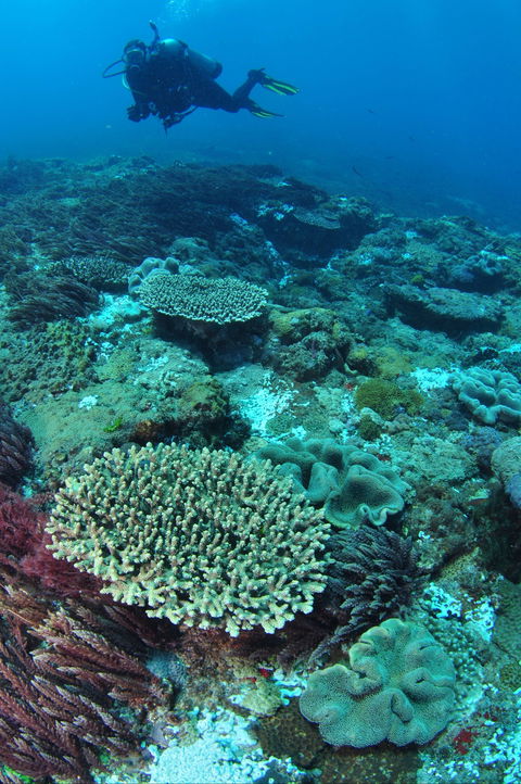 Hanging Rock Dive Site - Find Attractions 0