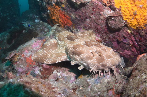 Hanging Rock Dive Site - Find Attractions 1