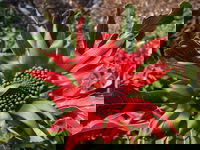 Inverawe Native Gardens