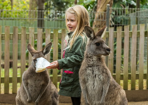 Koala Park Sanctuary - Find Attractions 1