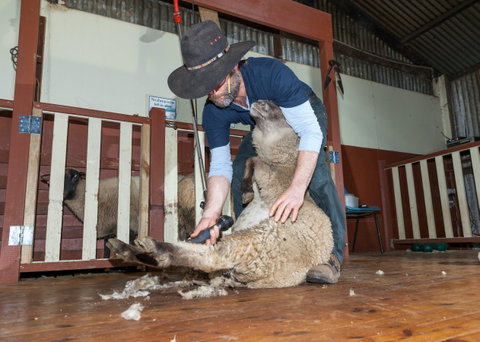Koala Park Sanctuary - Find Attractions 2