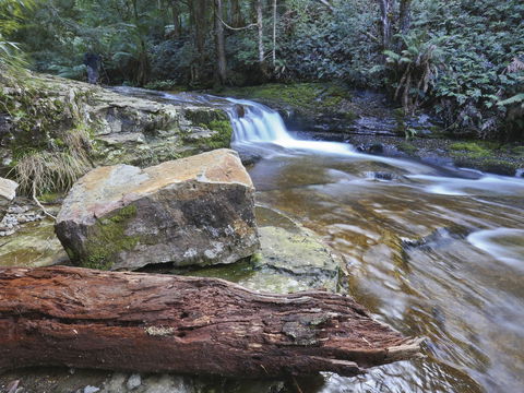 Liffey Falls Reserve - Find Attractions 0