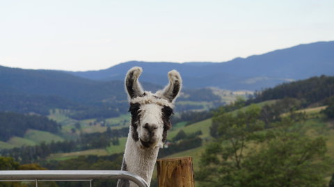 Llama Walks Tasmania - Find Attractions 0