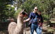 Llama Walks Tasmania - thumb 1