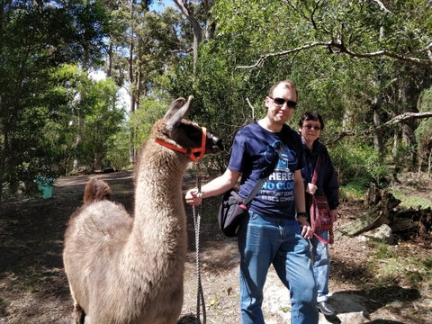 Llama Walks Tasmania - Find Attractions 1