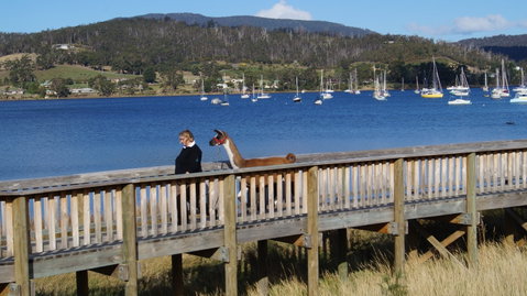 Llama Walks Tasmania - Find Attractions 2
