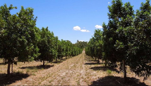 MacNuts WA Shop And Factory - Find Attractions 0
