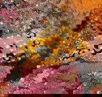 Magic Mountain Dive Site - Find Attractions