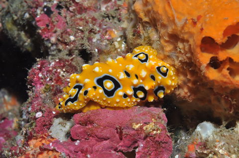 Magic Mountain Dive Site - Find Attractions 0
