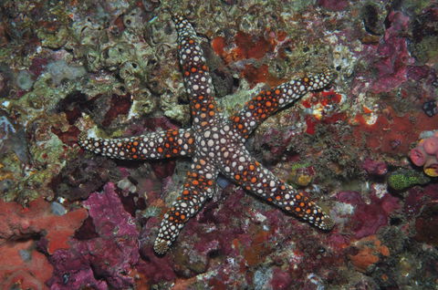 Magic Mountain Dive Site - Find Attractions 1