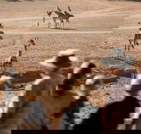 Monarto Safari Park - Find Attractions