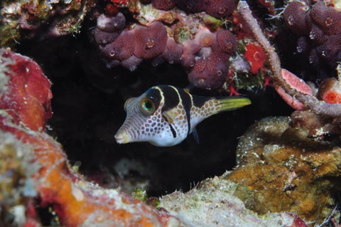 Monolith Dive Site - Find Attractions 1