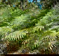 Mungo Rainforest Walk - Find Attractions