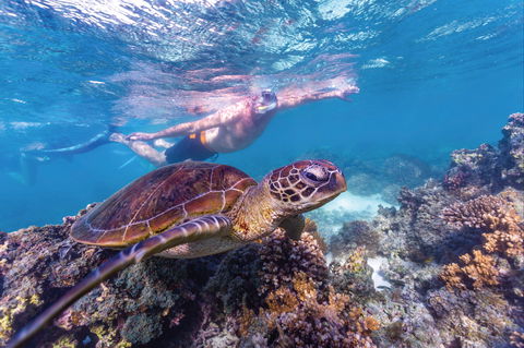 Ningaloo Marine Park - Find Attractions 0