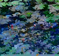 Pine Creek Water Gardens - Find Attractions