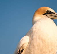 Port Phillip Heads Marine National Park - Find Attractions