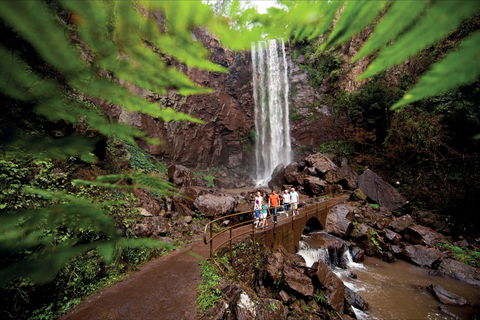 Queen Mary Falls Circuit, Main Range National Park - Find Attractions 0