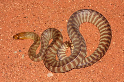 Red Desert Reptiles - Find Attractions 0