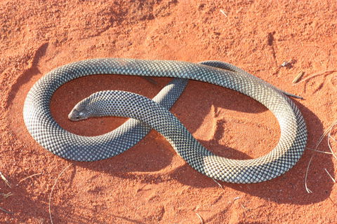 Red Desert Reptiles - Find Attractions 1