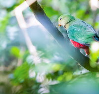 Satinbird Stroll - Find Attractions