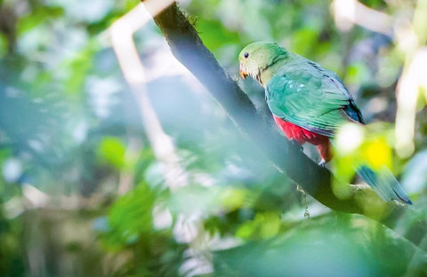 Satinbird Stroll - Find Attractions 0