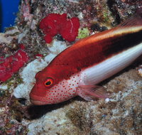 Snake Pit Dive Site - Find Attractions