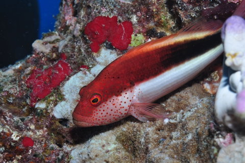 Snake Pit Dive Site - Find Attractions 0